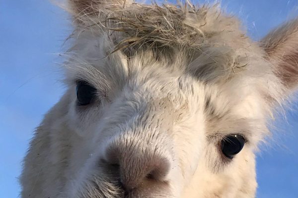 Ashtonelle Bridget the Midget