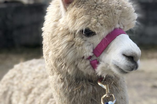 Ashtonelle Agatha Ashtonelle Bridget the Midget Ashtonelle Delaney Ashtonelle Dolly Daydream