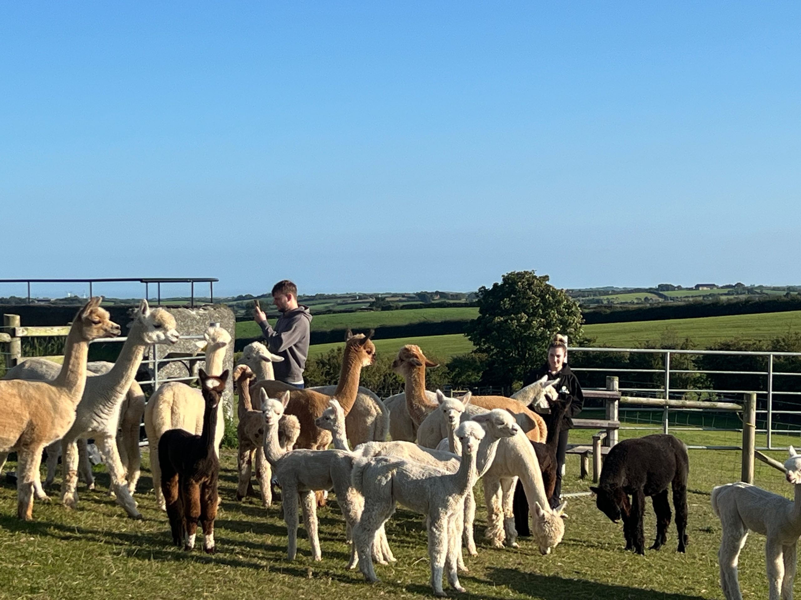 Herd of alpacas with 2 people